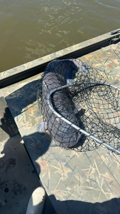 Catch the thrill of Catfish on the James River!
